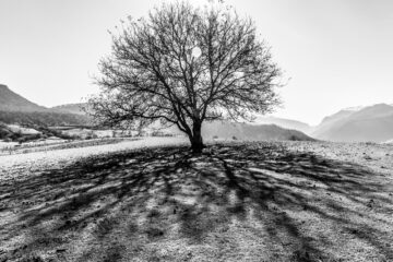 درخت و سایه